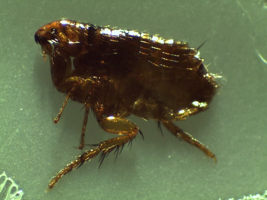 Do Fleas Fly and Do They Have Wings? PestSeek