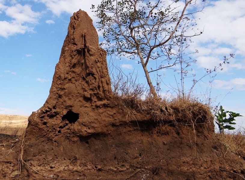 Termite Mounds Common Characteristics PestSeek
