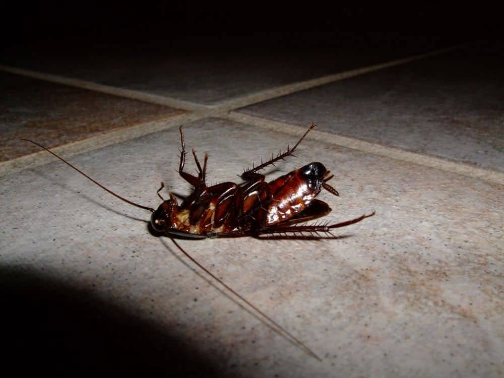 Best Roach Killer To Buy In 2019 PestSeek
