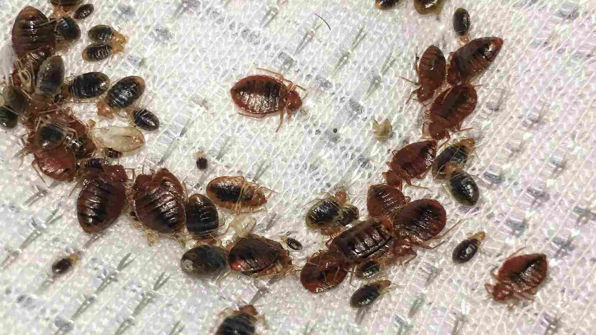 What Causes Bed Bug Infestations in Homes? Prevention Guide