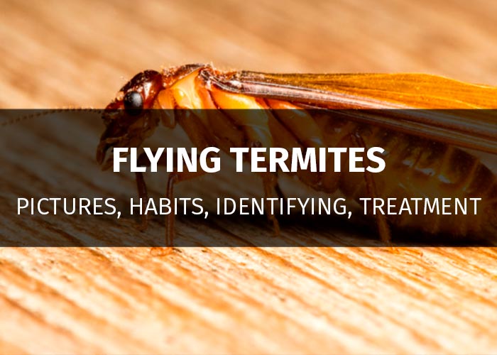 Flying Termites in Your House How to Identify Winged Termites