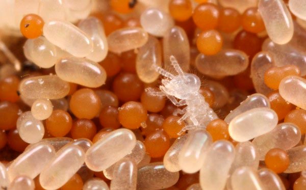 Termite Eggs What Do Termite Eggs Look Like? [10+ Pictures]