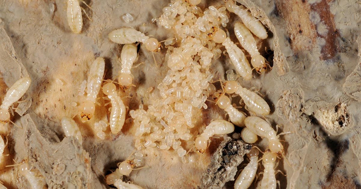 Termite Larvae, Baby Termites Identifying the Problem
