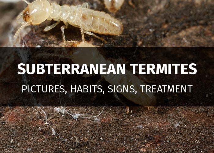 Subterranean Termites Signs, Habits, Prevention & Treatment