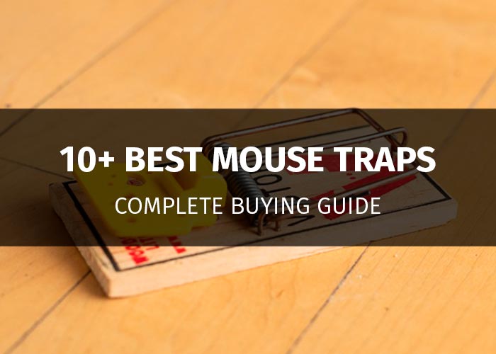 10+ Best Mouse Traps The Most Effective Traps on the Market [2019]