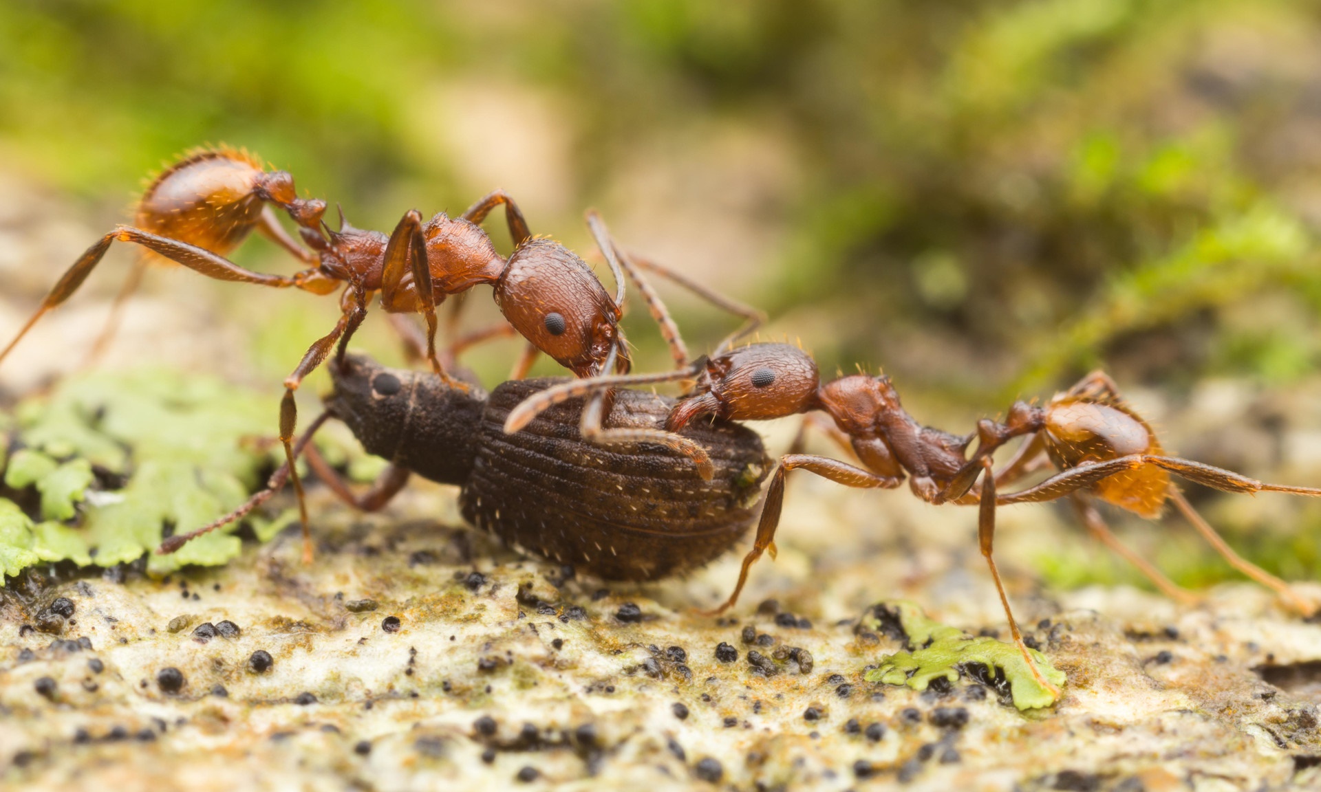What are ants? 5 Facts You Need to Know About Ants PestsGuide