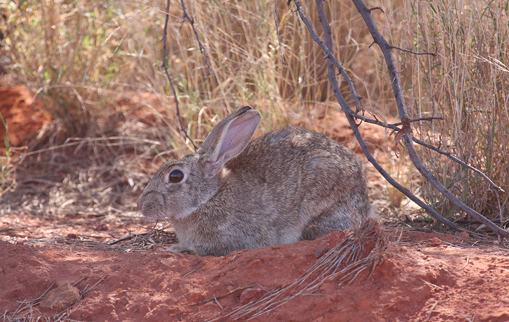 Define your rabbit problem and assess impacts PestSmart