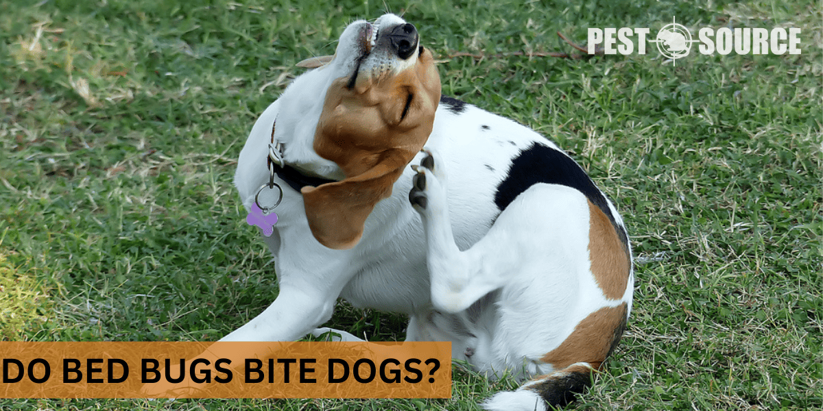 Do Bed Bugs Bite Dogs? Pest Source
