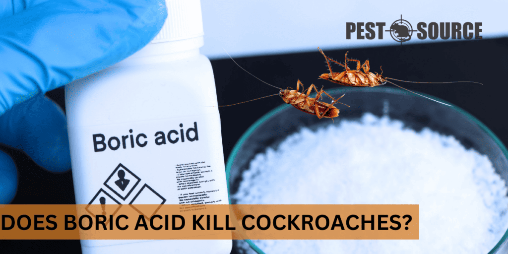Does Boric Acid Kill Cockroaches? Pest Source