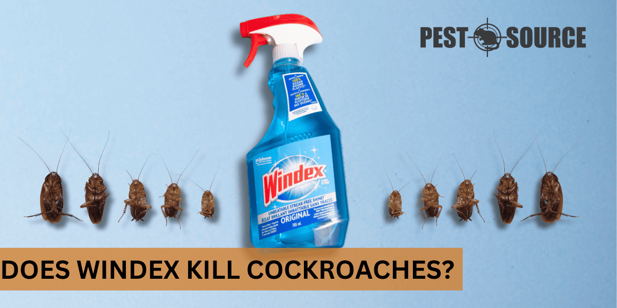 Does Windex Kill Cockroaches? Pest Source
