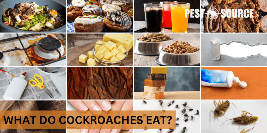What Do Cockroaches Eat? Pest Source