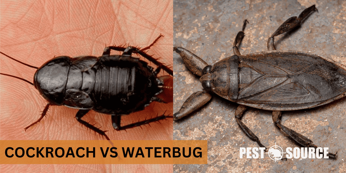 Cockroach vs. Water Bug Pest Source