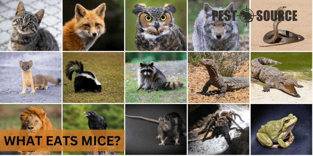 What Eats Mice? Pest Source