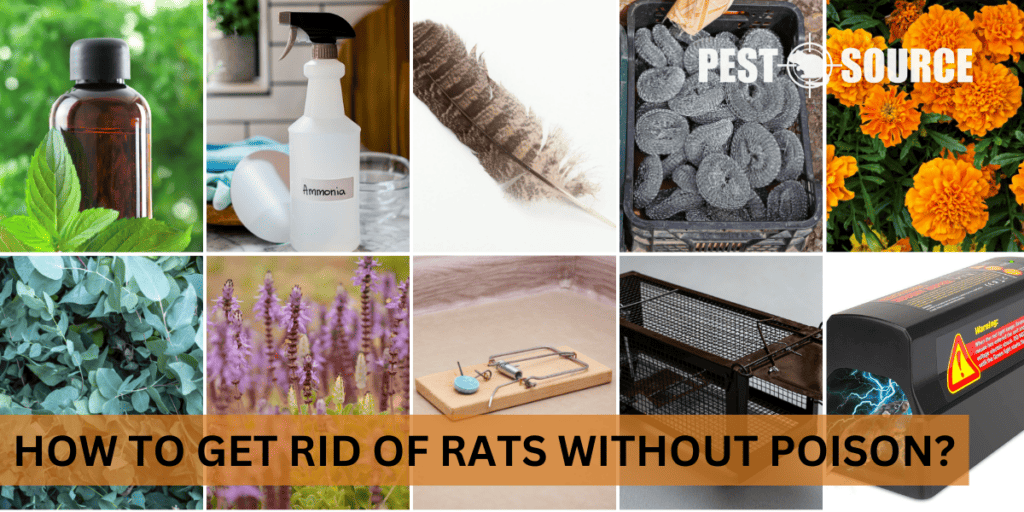How to Get Rid of Rats Without Poison? Pest Source