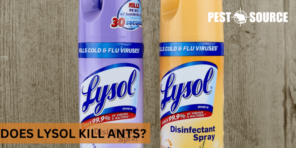 Does Lysol Kill Ants? Pest Source