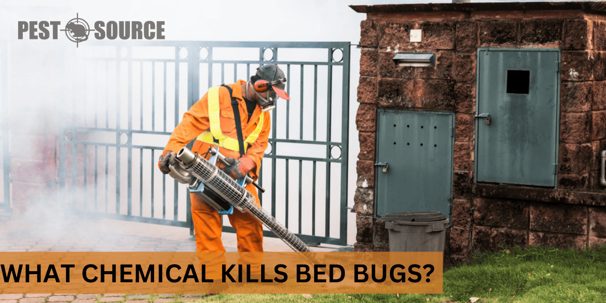 What Chemical Kills Bed Bugs? Pest Source