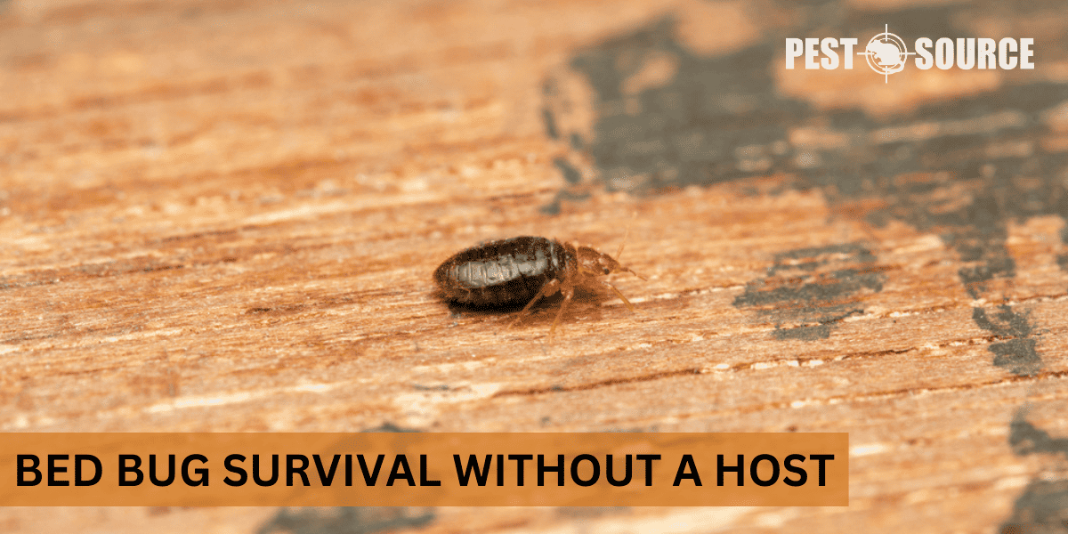How Long Can Bed Bugs Live Without a Host? Pest Source