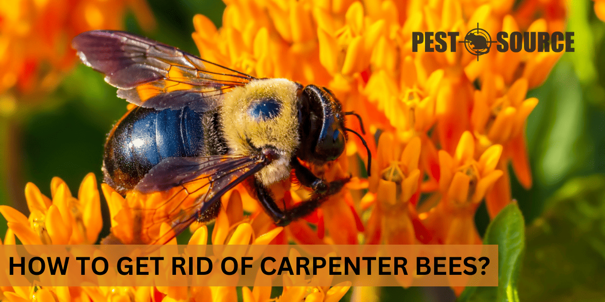 How to Get Rid of Carpenter Bees? Pest Source