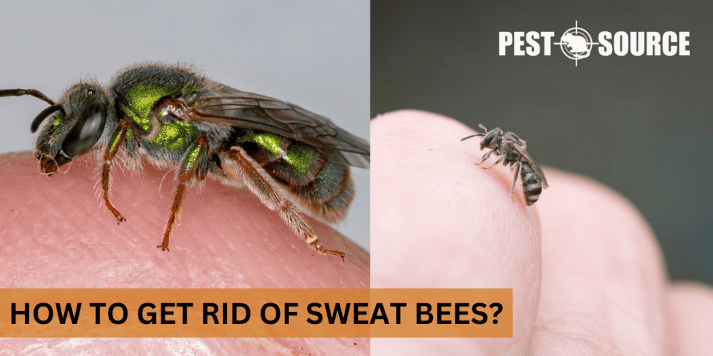How to Get Rid of Sweat Bees? Pest Source