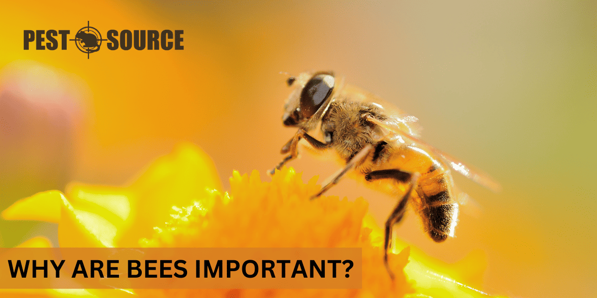 Why Are Bees Important? Pest Source