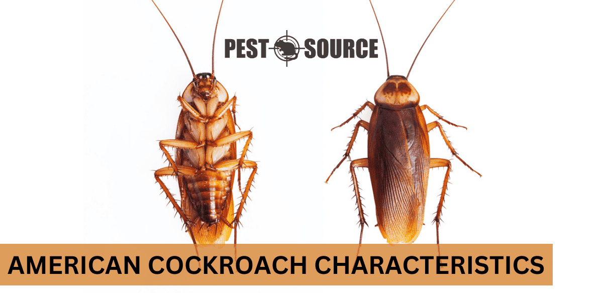 American Cockroaches: Facts, Identification, Control - Pest Source