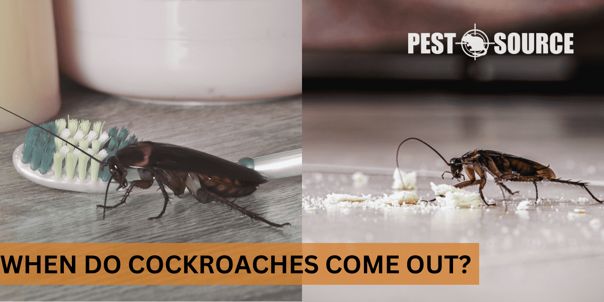 When Do Cockroaches Come Out? Pest Source