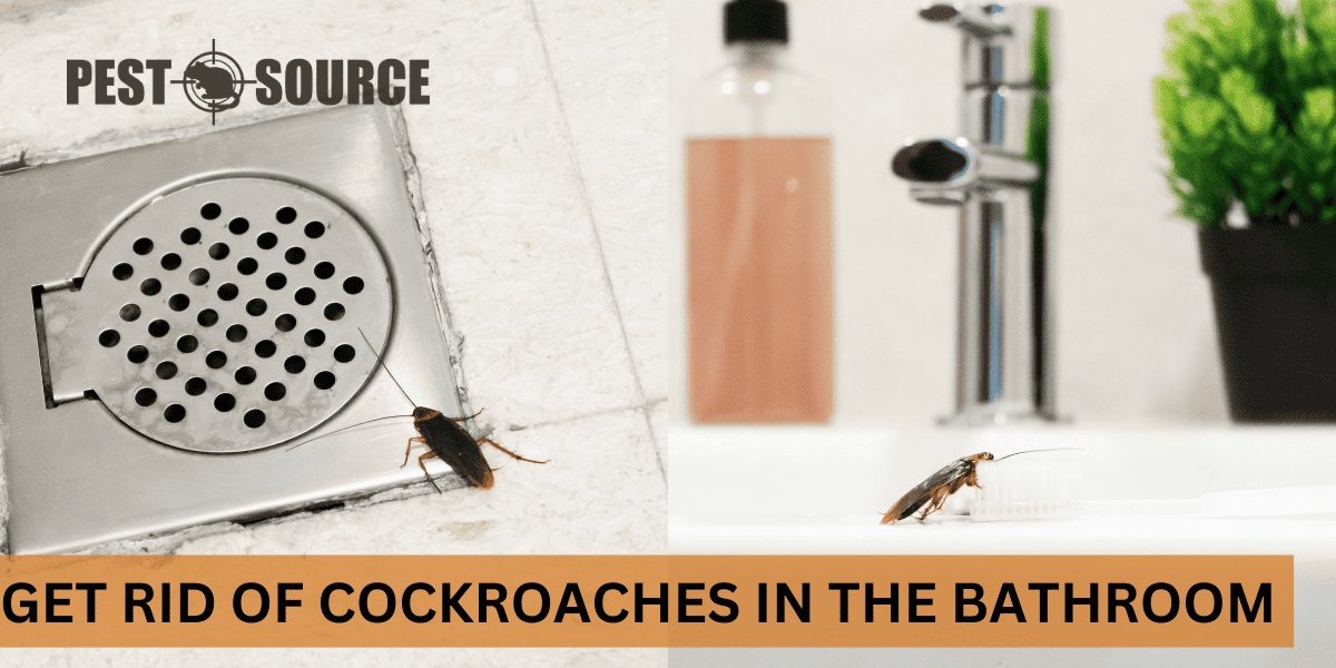 How to Get Rid of Cockroaches in the Bathroom? Pest Source