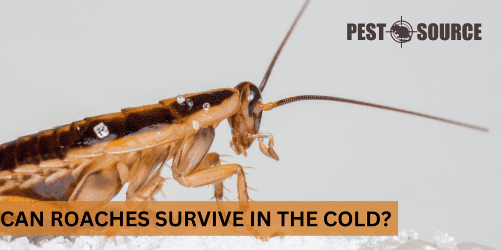 Cockroach Pest Source