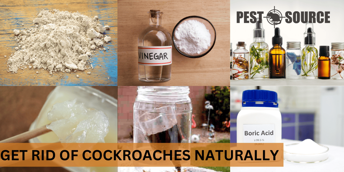 How to Get Rid of Cockroaches Naturally? Pest Source