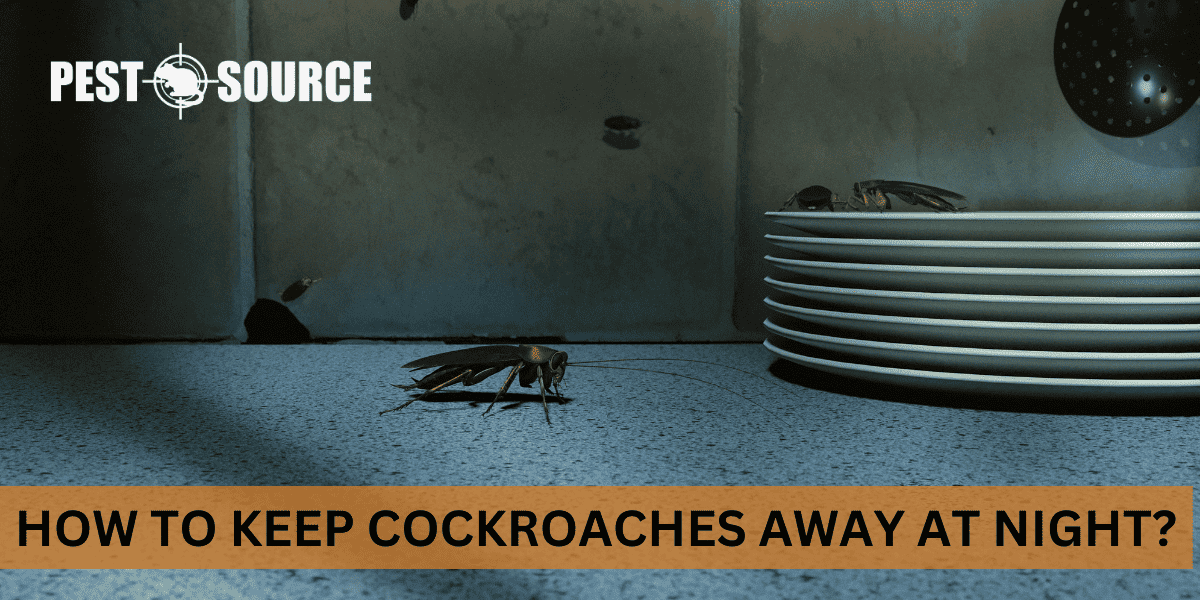 How to Keep Cockroaches Away at Night? Pest Source
