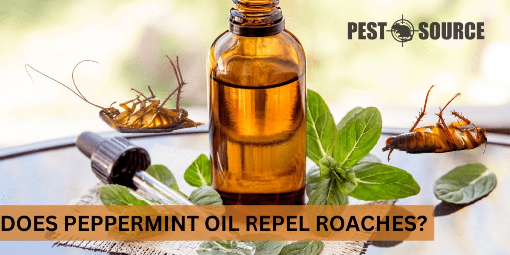 Does Peppermint Oil Repel Roaches? Pest Source