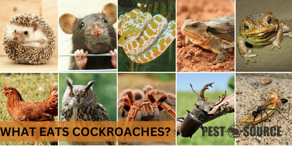 What Eats Cockroaches? Pest Source