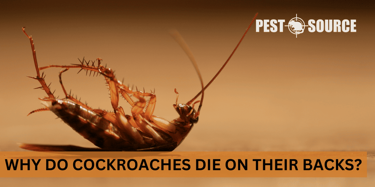 Why Do Cockroaches Die on Their Backs? Pest Source