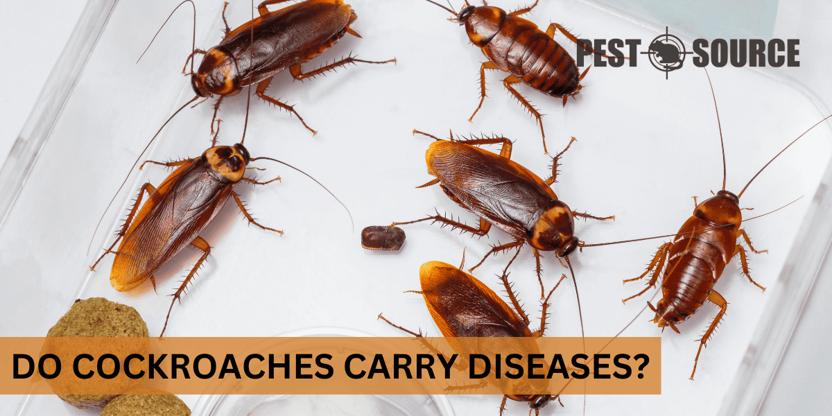 Do Cockroaches Carry Diseases? Pest Source