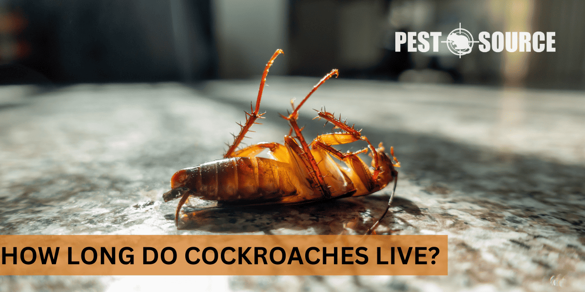 How Long Do Cockroaches Live? Pest Source