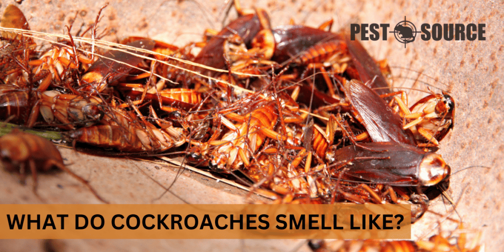 Cockroach Pest Source