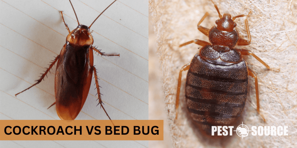 Cockroach vs. Bed Bug Pest Source