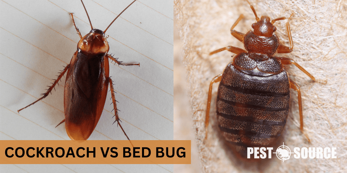 Cockroach vs. Bed Bug Pest Source