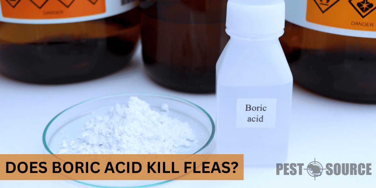 Does Boric Acid Kill Fleas? Pest Source