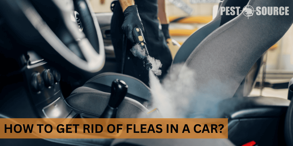 How to Get Rid of Fleas in a Car? Pest Source