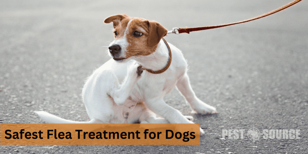 Safest Flea Treatment for Dogs Pest Source