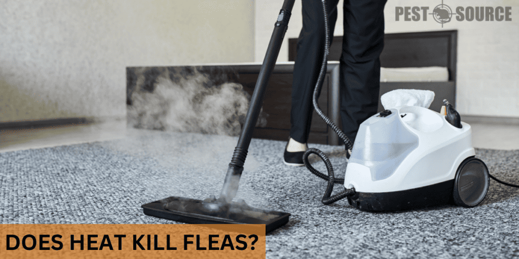 Does Heat Kill Fleas? Pest Source