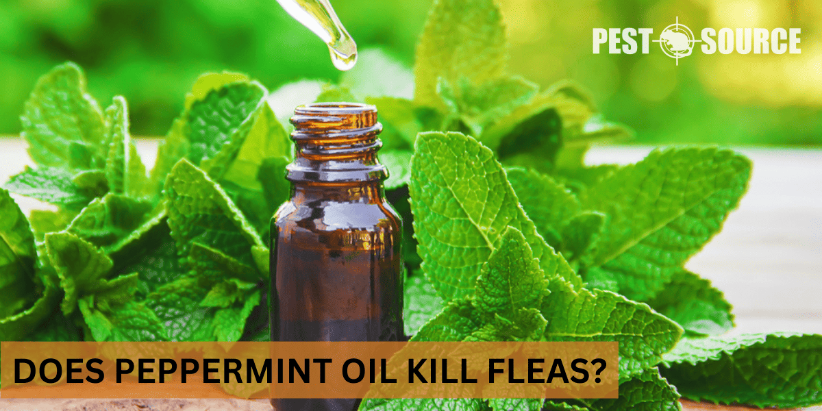 Does Peppermint Oil Kill Fleas? Pest Source