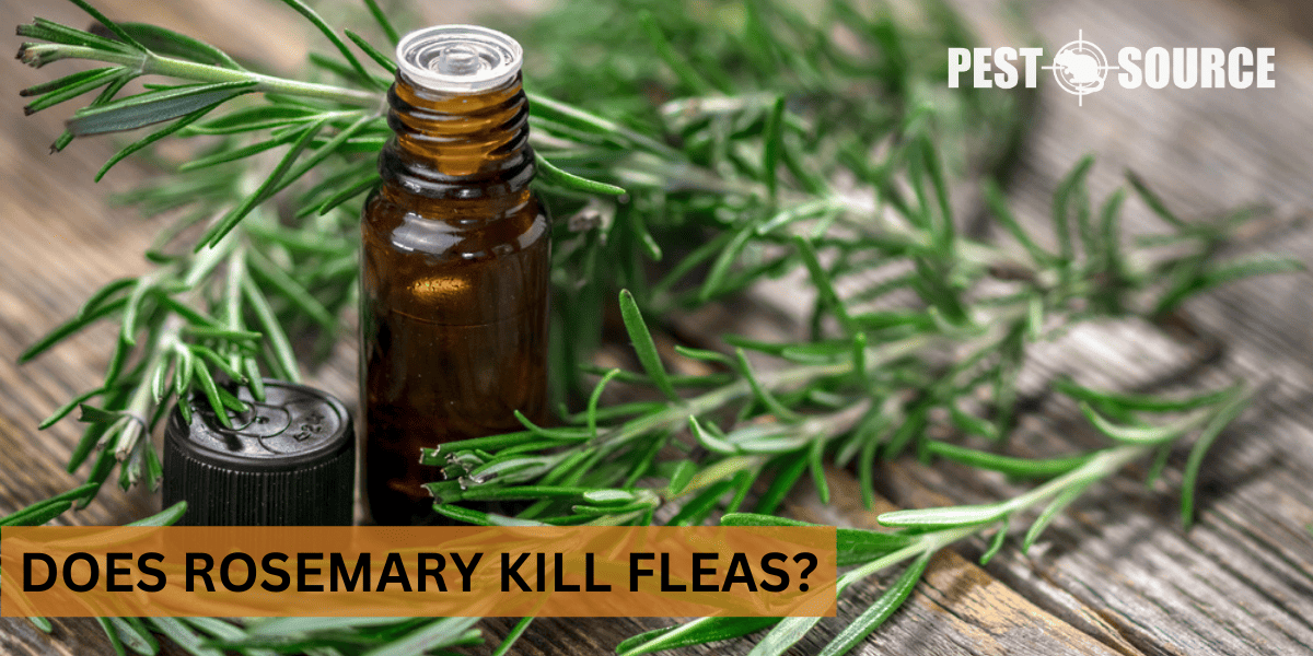 Does Rosemary Kill Fleas? Pest Source