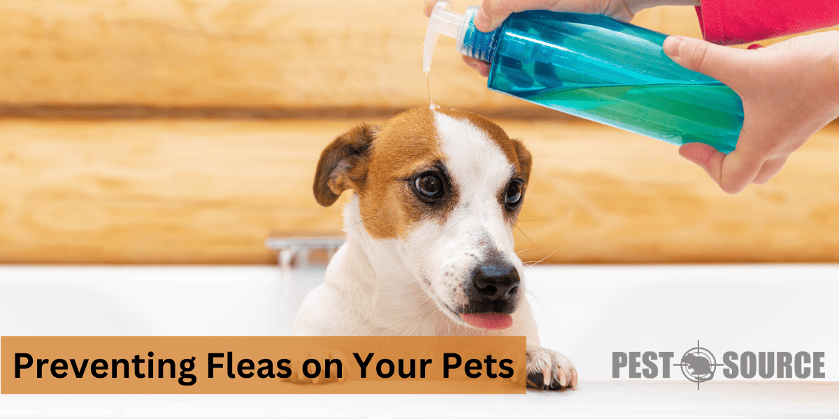 Preventing Fleas on Your Pets Pest Source