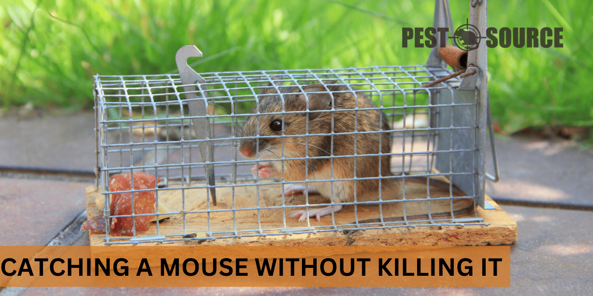 How to Catch a Mouse Without Killing It? Pest Source