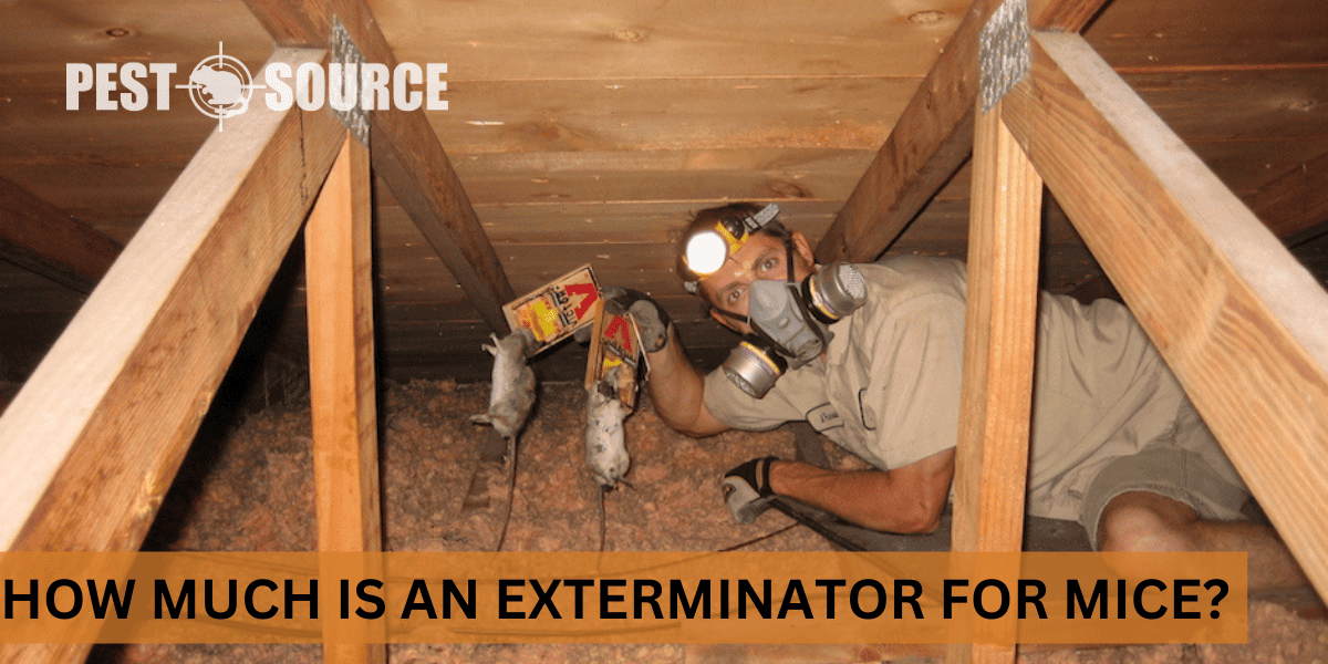 How Much Is an Exterminator for Mice? Pest Source