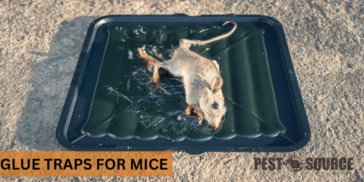 Glue Traps for Mice A Comprehensive Guide Pest Source