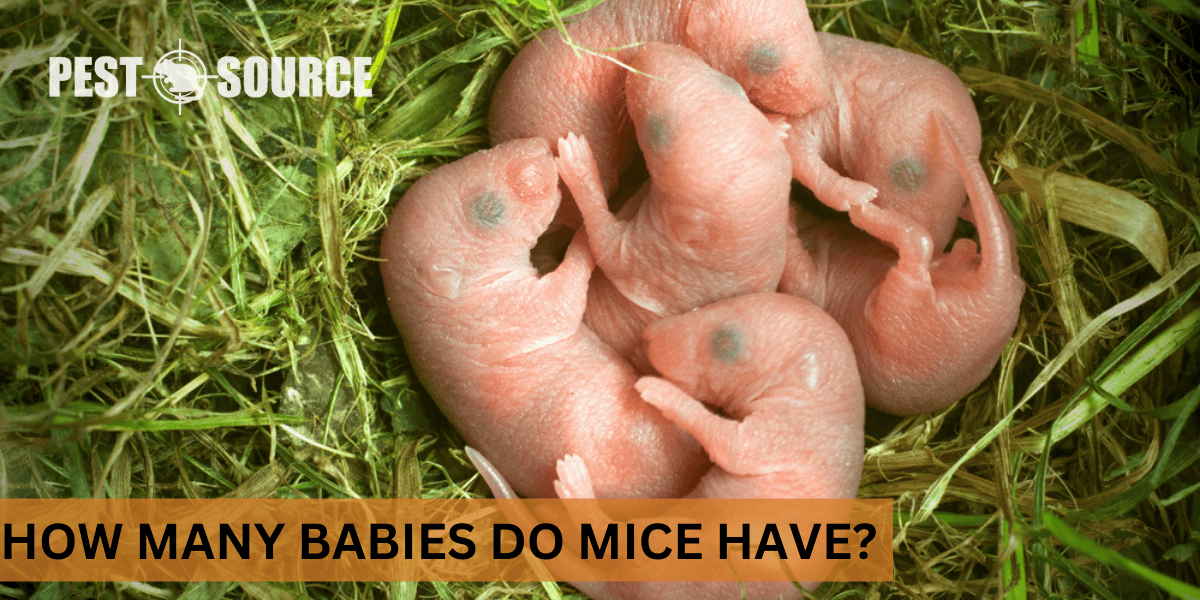 How Many Babies Do Mice Have? Pest Source