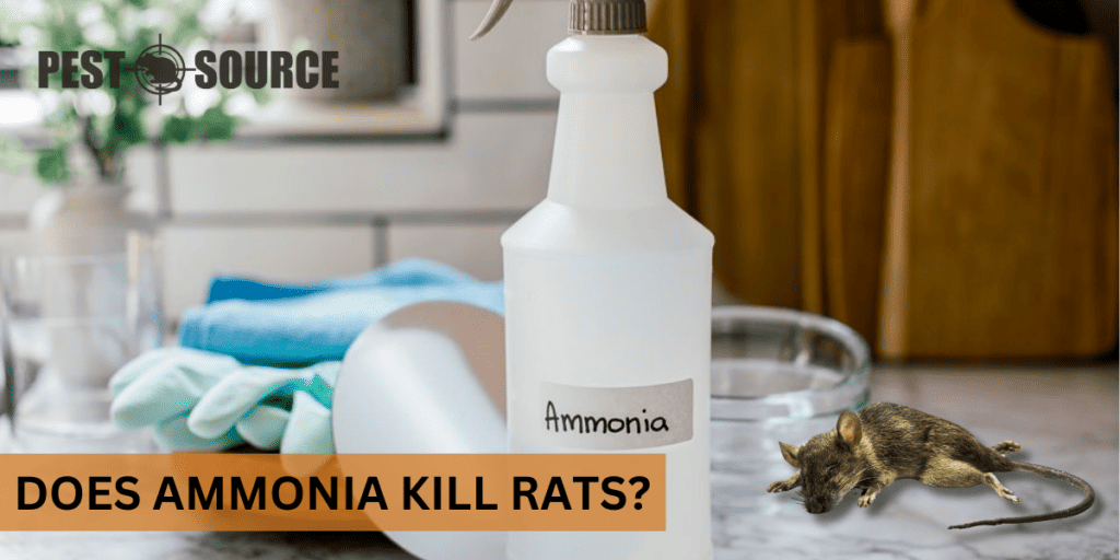 Does Ammonia Kill Rats? Pest Source